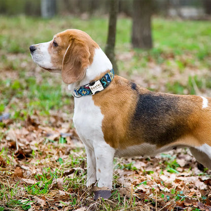 Personalized Printed Nylon Dog Collar + Free Engraved ID Plate – Adjustable for Small, Medium & Large Dogs